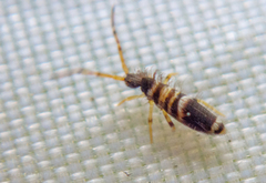 Entomobrya superba