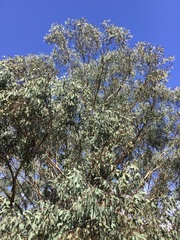 Eucalyptus albens
