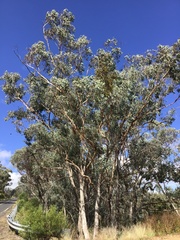 Eucalyptus albens