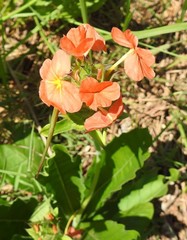 Crossandra greenstockii