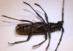 Pachydissus natalensis