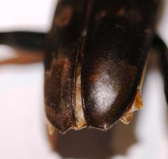 Pachydissus natalensis