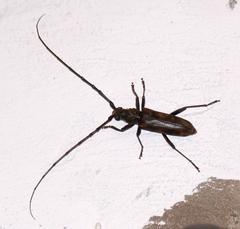 Pachydissus natalensis