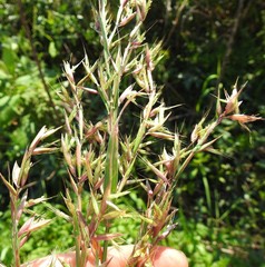 Hyparrhenia variabilis