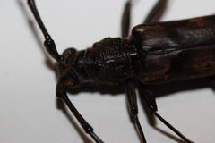 Pachydissus natalensis