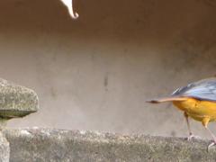 Cossypha natalensis natalensis