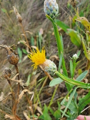 Centaurea chartolepis