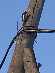 Dendrocopos syriacus