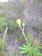 Berkheya carlinoides