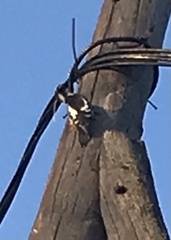 Dendrocopos syriacus