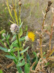 Centaurea chartolepis