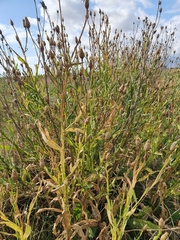Centaurea chartolepis