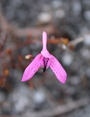 Disa obliqua