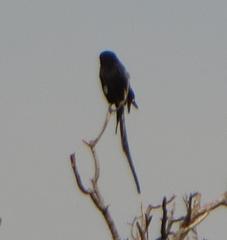Lanius melanoleucus melanoleucus