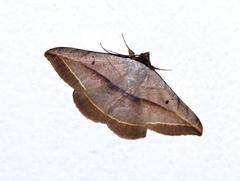 Hypopyra capensis