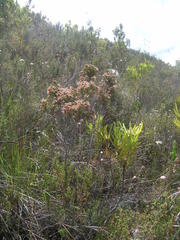 Erica daphniflora daphniflora