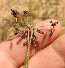 Bulbostylis hispidula pyriformis