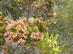 Erica daphniflora daphniflora