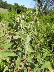 Flemingia grahamiana