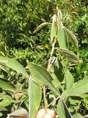 Flemingia grahamiana