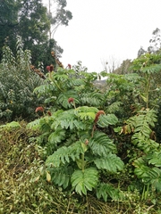 Melianthus