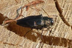 Chrysobothris solieri