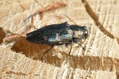 Chrysobothris solieri