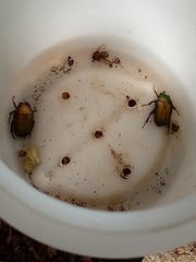 Protaetia cuprea cuprea