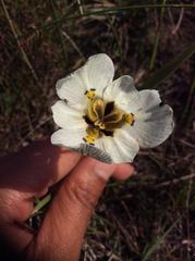 Moraea cantharophila