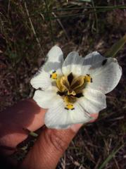 Moraea cantharophila