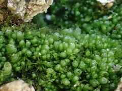 Mesoptychia badensis