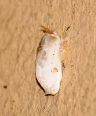 Naroma varipes