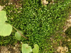 Mesoptychia badensis