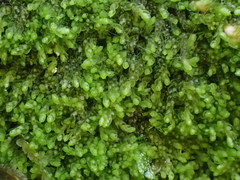 Mesoptychia badensis