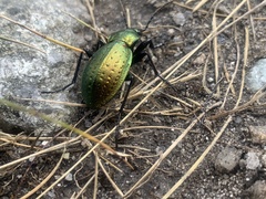 Carabus sylvestris