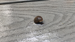 Zachrysia provisoria