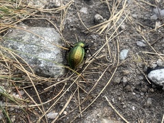 Carabus sylvestris