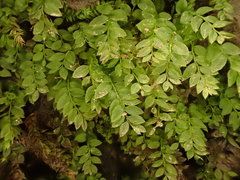 Mnium stellare