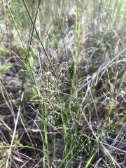 Panicum flexile