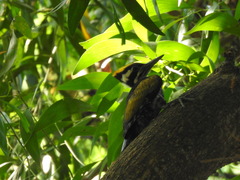 Chrysocolaptes festivus