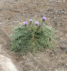 Cynara cardunculus image