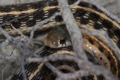 Thamnophis cyrtopsis collaris