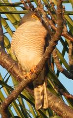 Accipiter minullus