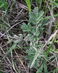 Potentilla pensylvanica pensylvanica