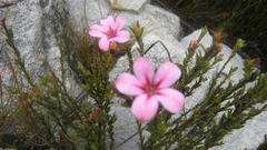 Adenandra dahlgrenii