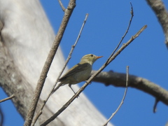 Phylloscopus trochiloides