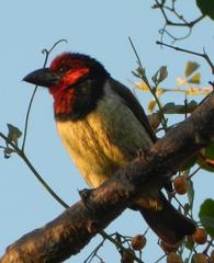 Lybius torquatus torquatus