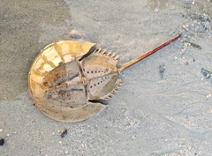 Tachypleus gigas