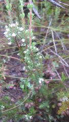 Erica pubigera