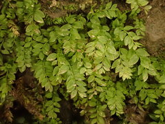 Mnium stellare